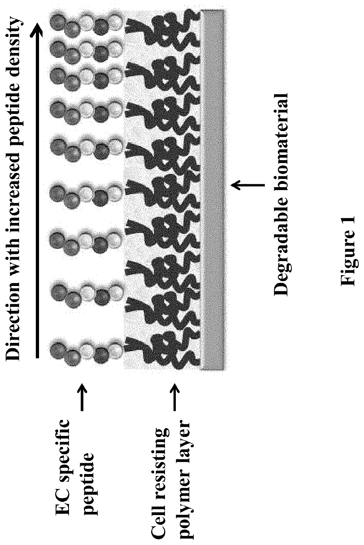 Gradient Coatings of Biopeptides That Promote Endothelial Cells Selective Adhesion and Directional Migration and Methods of Using the Same