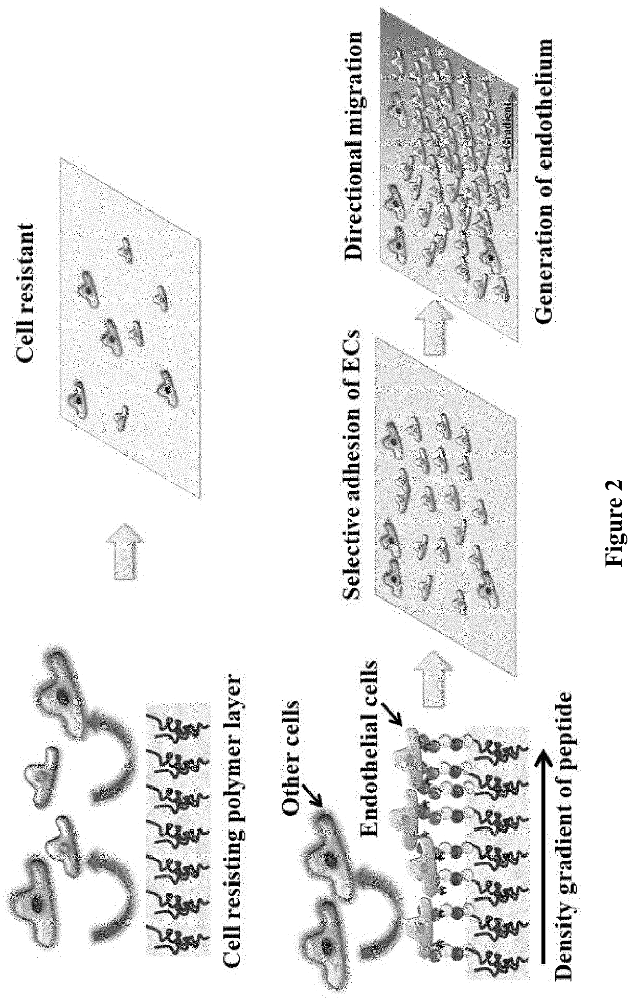 Gradient Coatings of Biopeptides That Promote Endothelial Cells Selective Adhesion and Directional Migration and Methods of Using the Same