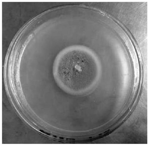 Paecilomyces lilacinus fungus strain and application thereof