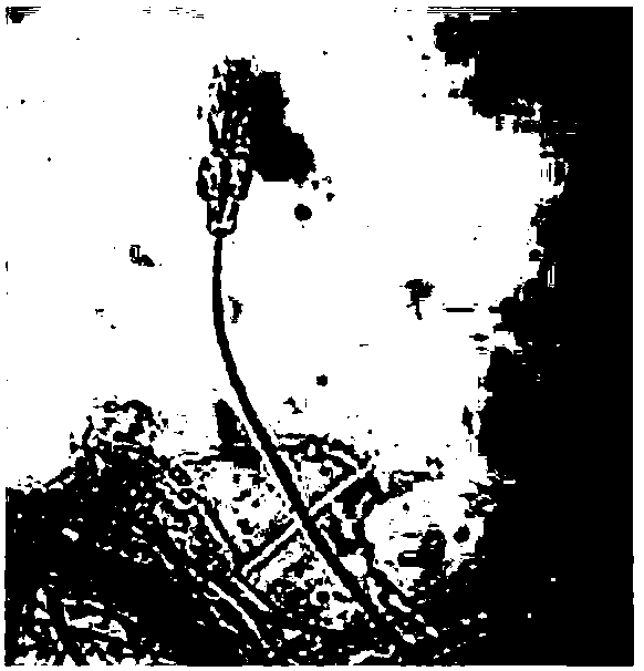 Paecilomyces lilacinus fungus strain and application thereof