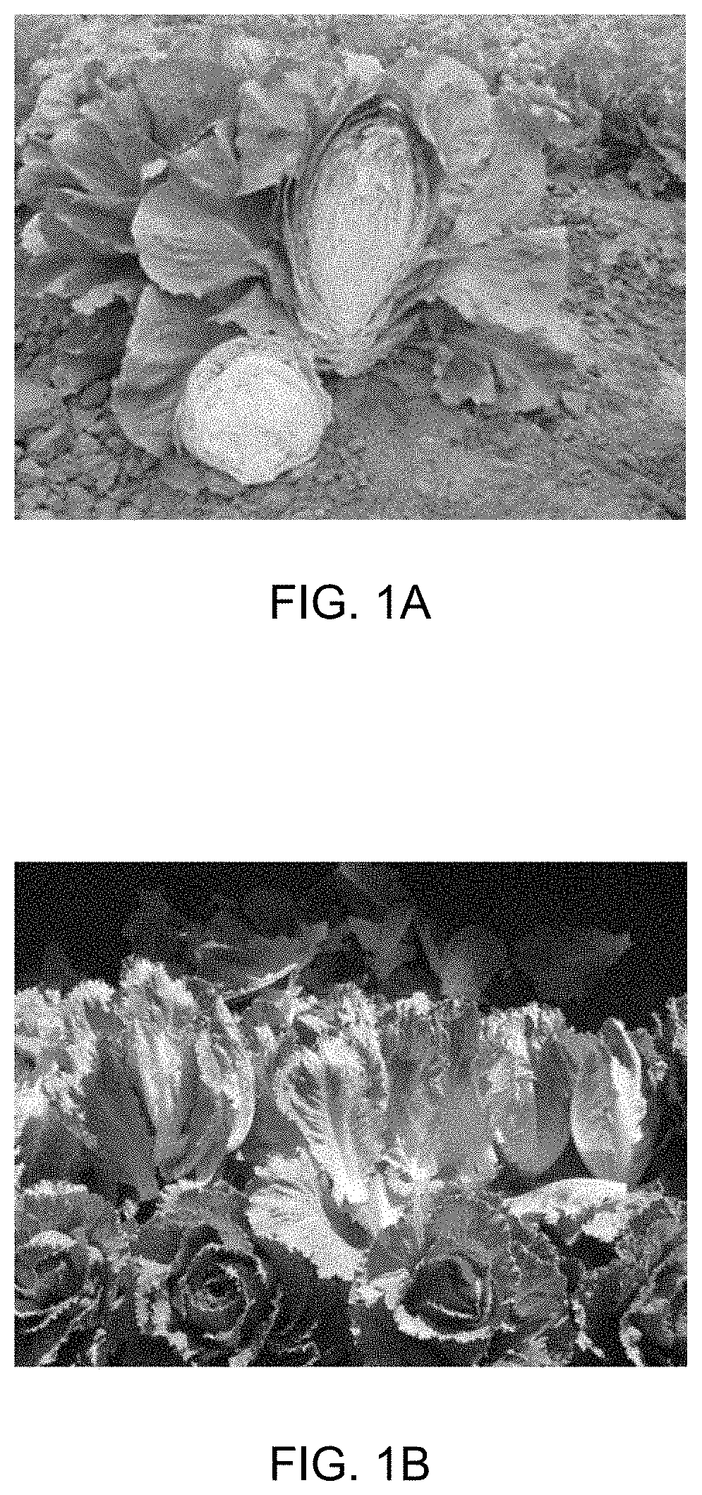 Machine harvestable iceberg lettuce