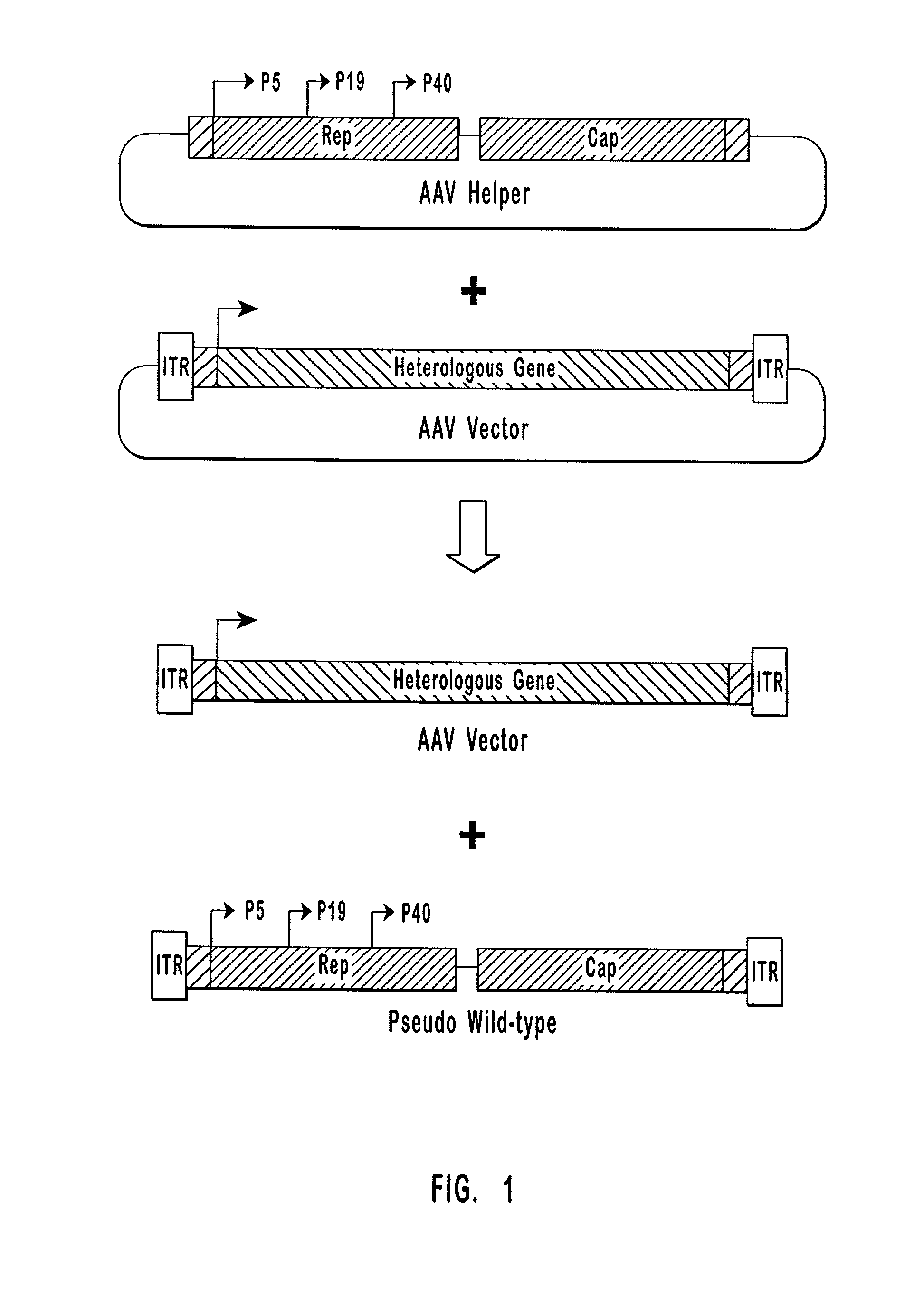 High-efficiency wild-type-free AAV helper functions