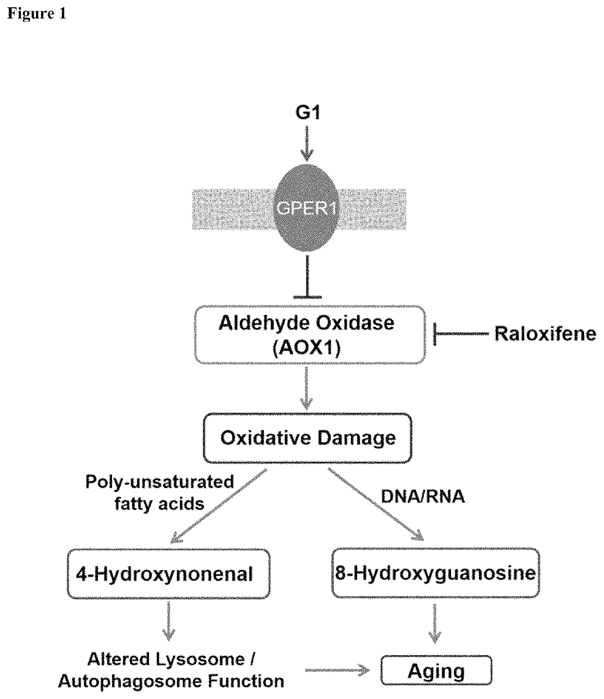 Markers of tissue aging and uses therefor