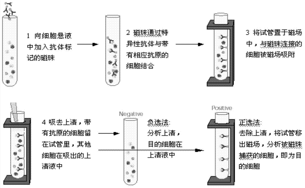 Cell sorting system based on endonuclease specific recognition