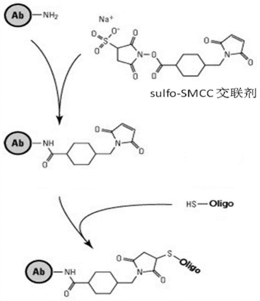 Cell sorting system based on endonuclease specific recognition