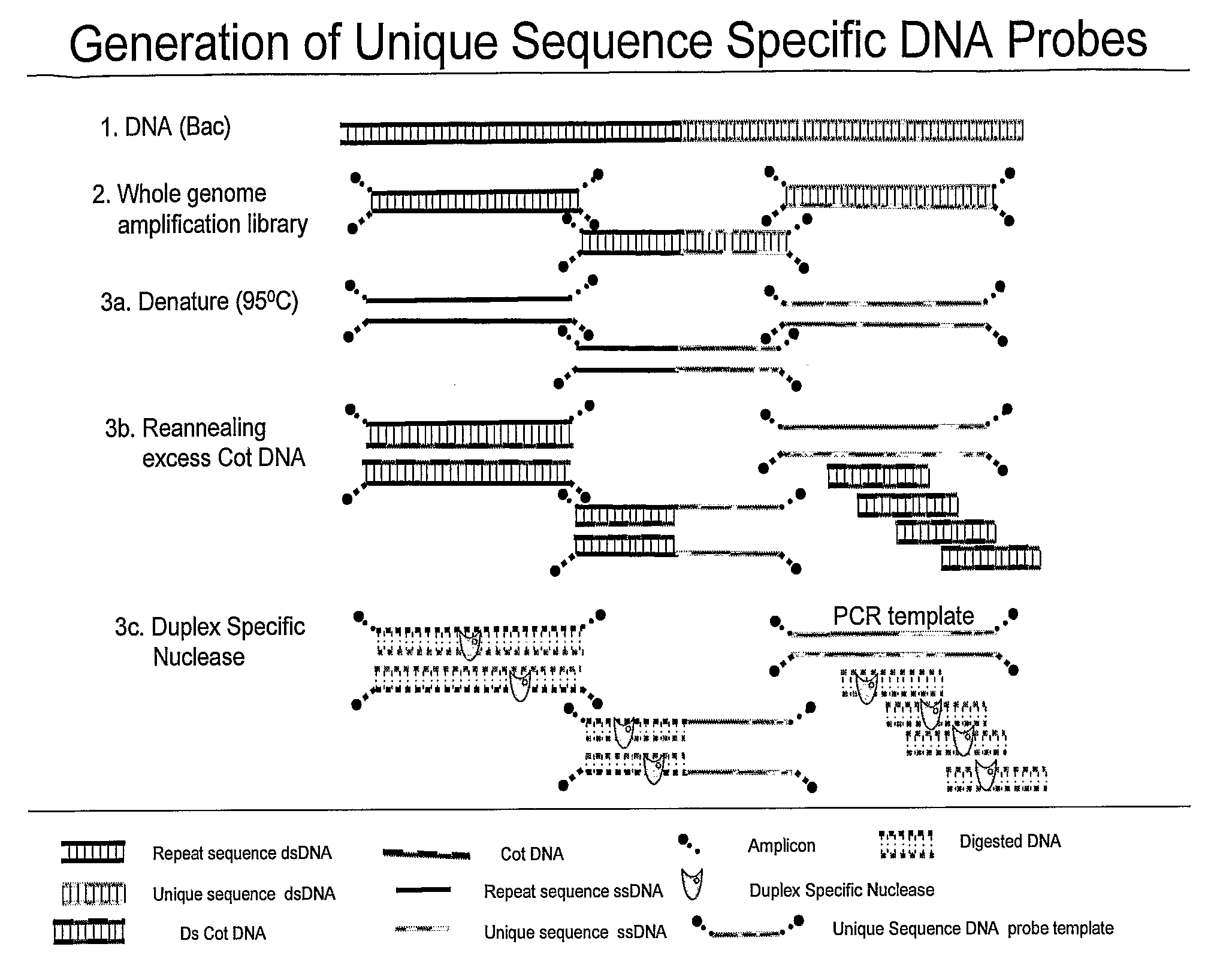 Methods and composition to generate unique sequence DNA probes labeling of DNA probes and the use of these probes