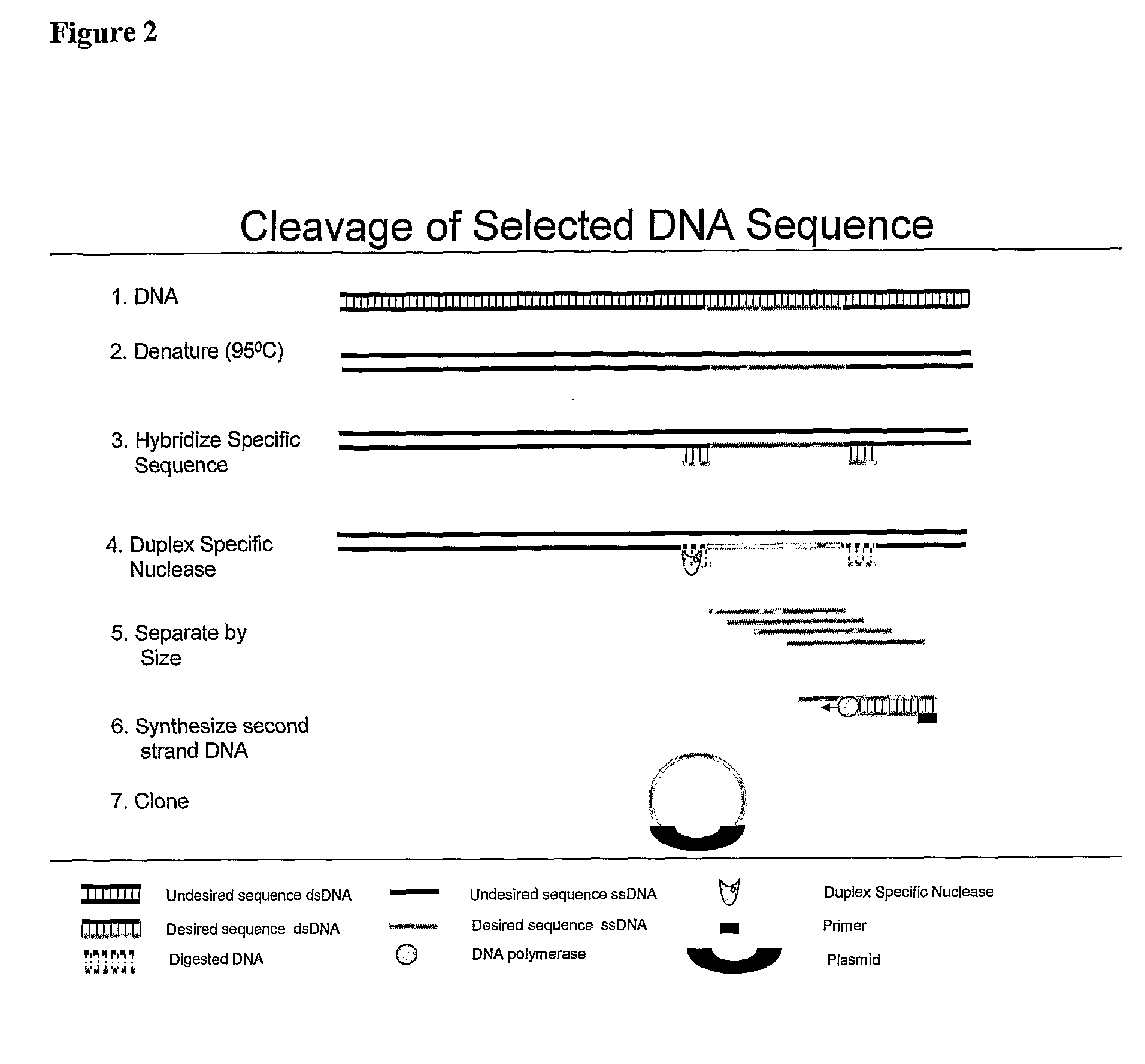 Methods and composition to generate unique sequence DNA probes labeling of DNA probes and the use of these probes