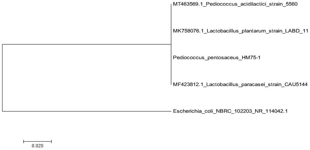 A kind of breast milk source Pediococcus pentosacea and its application