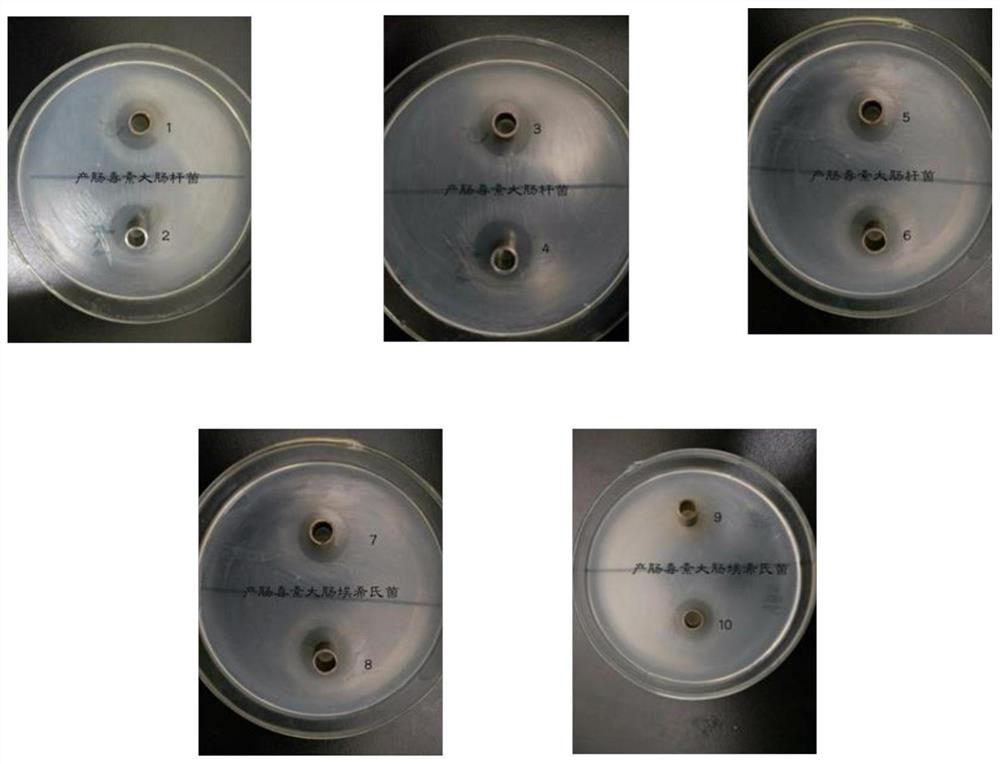 A kind of breast milk source Pediococcus pentosacea and its application