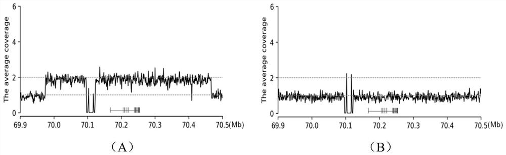 Method for identifying spotted tumor cattle variety by using KIT gene copy number variation genetic marker