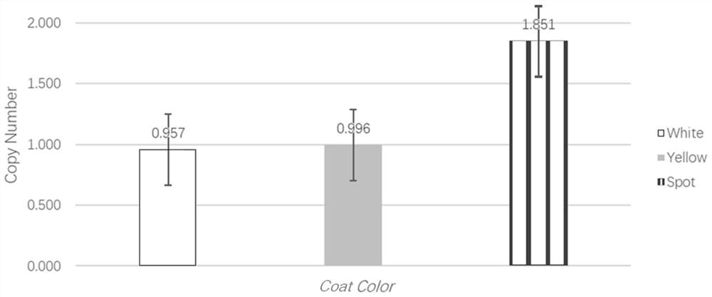 Method for identifying spotted tumor cattle variety by using KIT gene copy number variation genetic marker