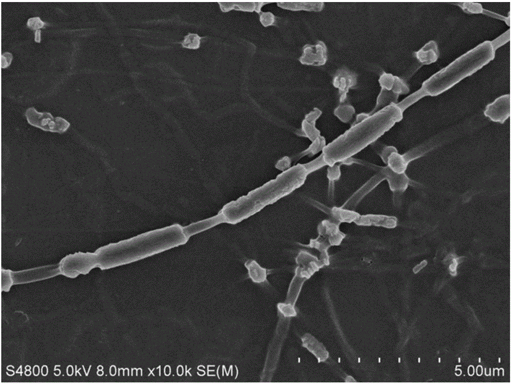 Calcium fluoride collagen micro-fiber composite and preparation method thereof