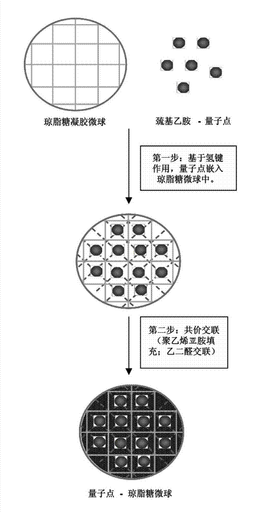 Quantum dot-agarose composite microsphere and preparation method thereof