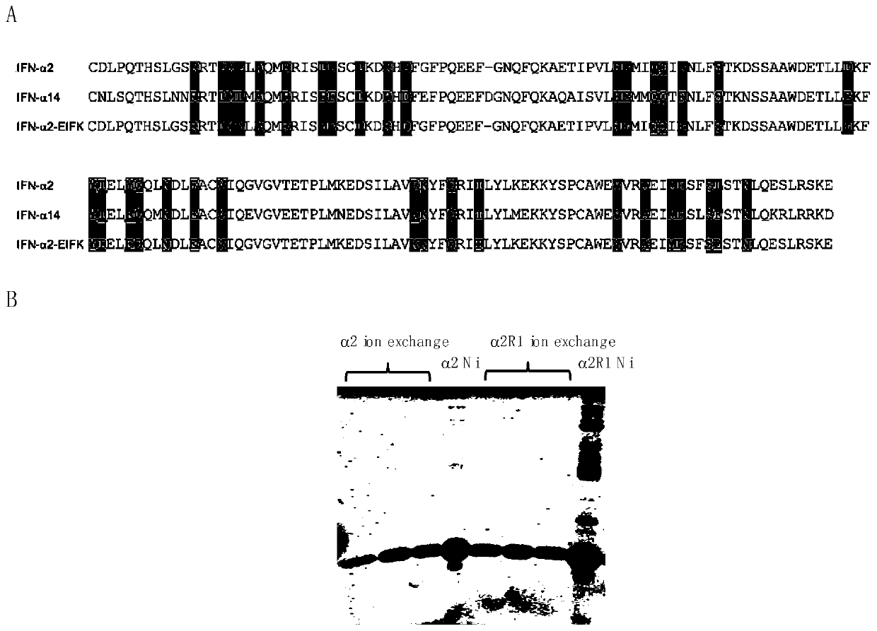 Human interferon alpha receptor binding related site mutant and application thereof