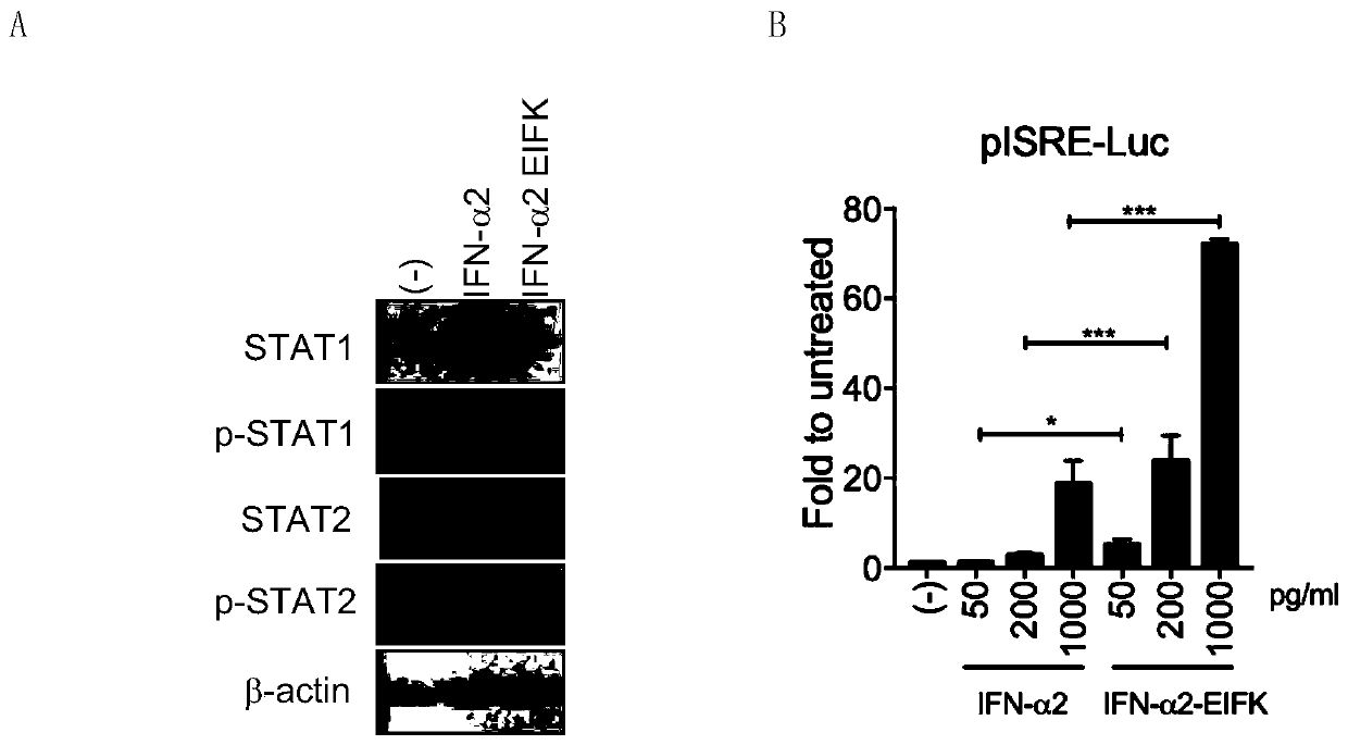 Human interferon alpha receptor binding related site mutant and application thereof