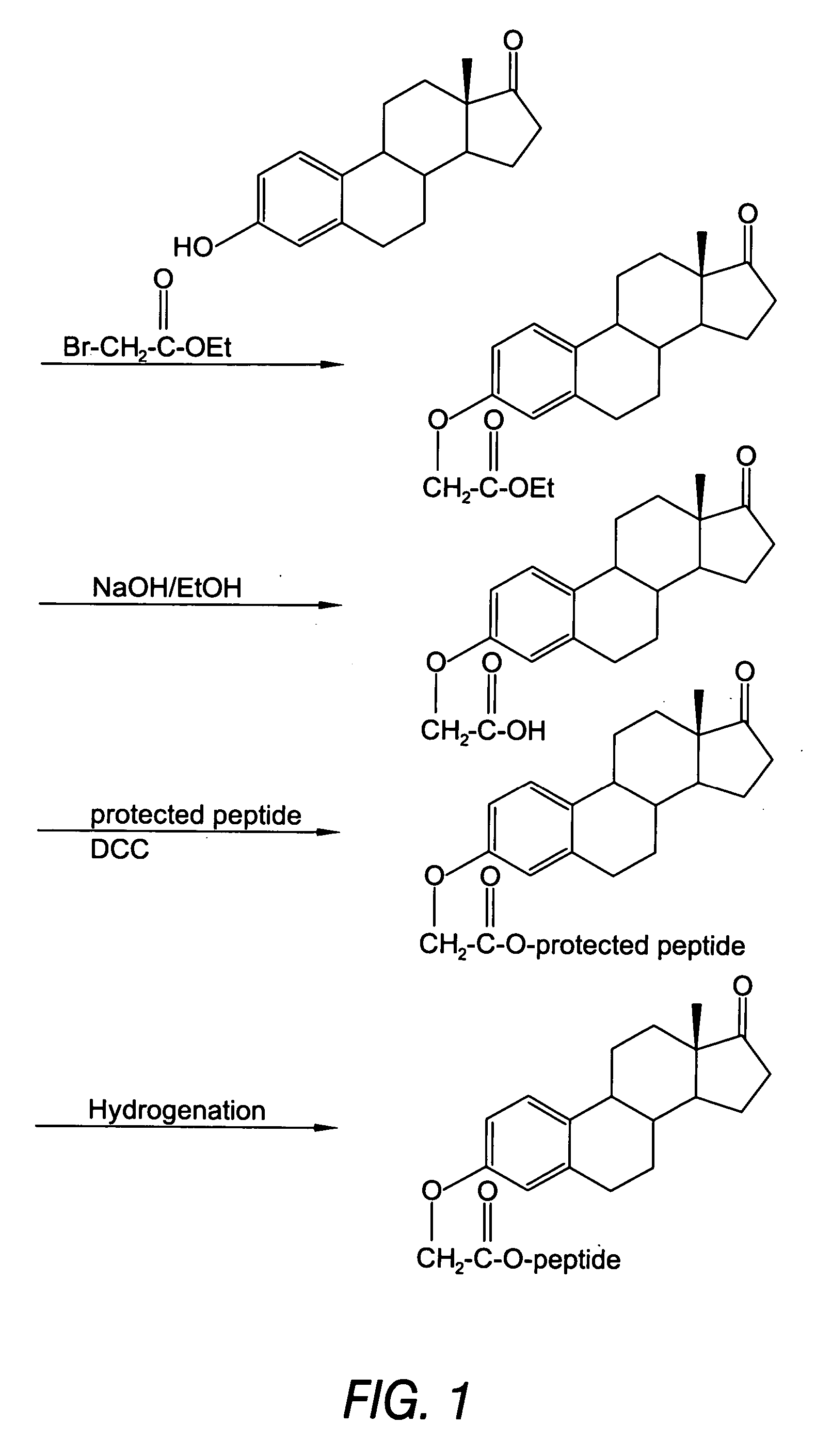 Biologically active peptide conjugates