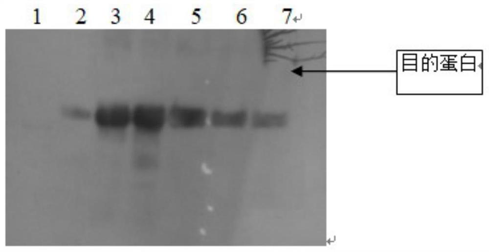 A kind of mycobacterium tuberculosis eec fusion protein, preparation method and application thereof