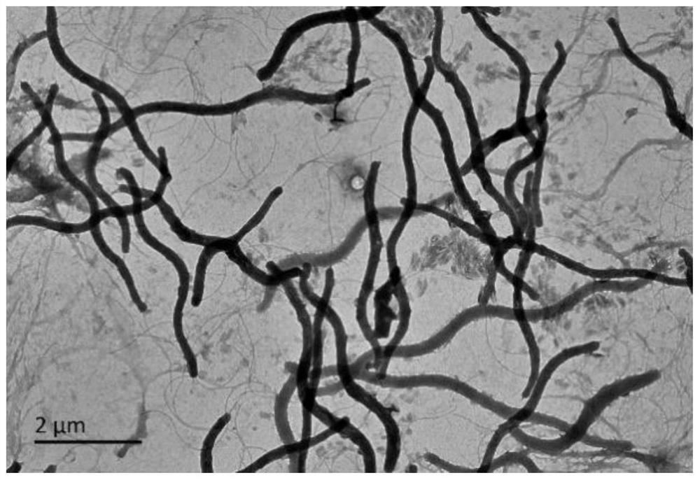 L-asparaginase sala and its encoding gene and application