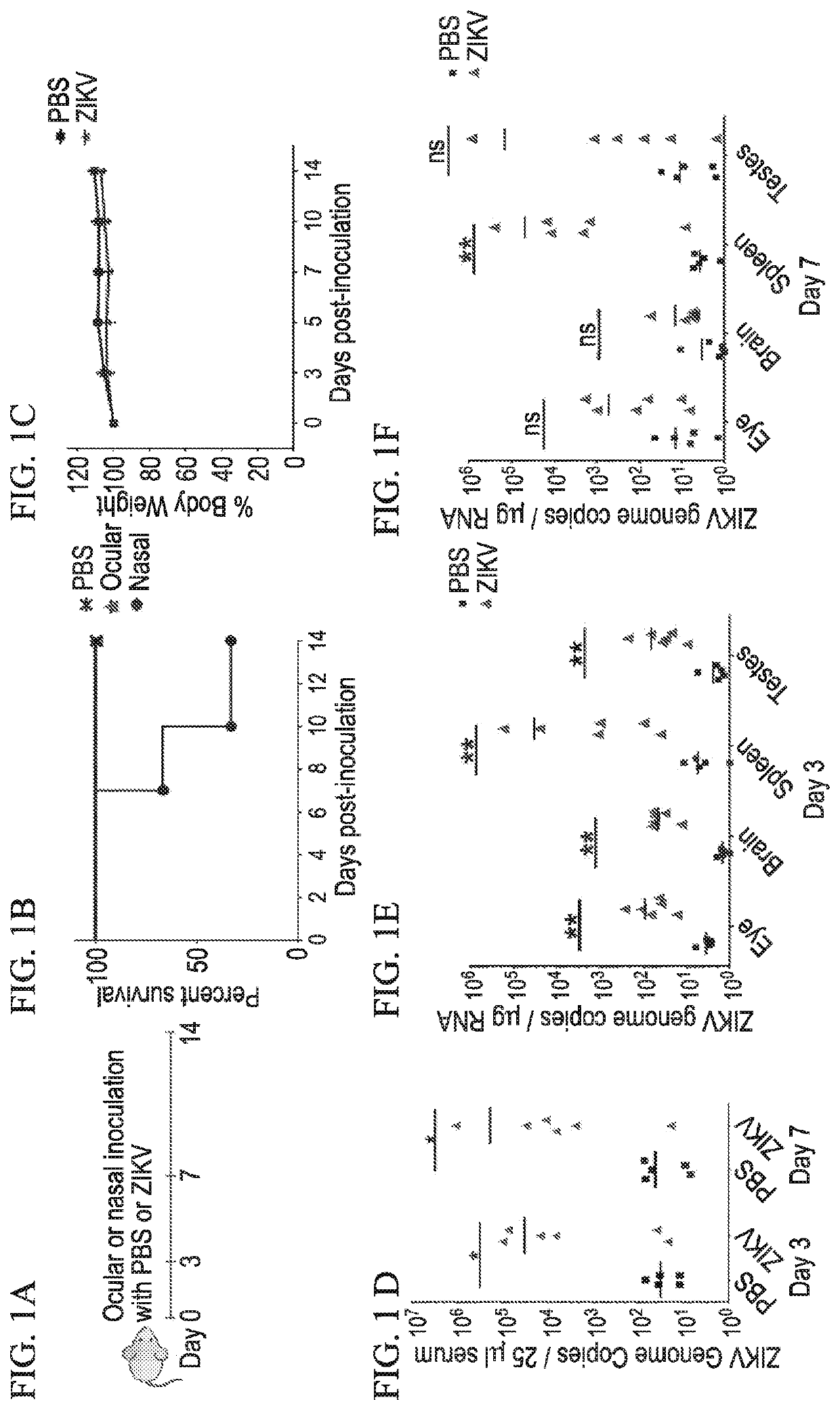 Methods to reduce the likelihood of maternal and fetal zika virus disease