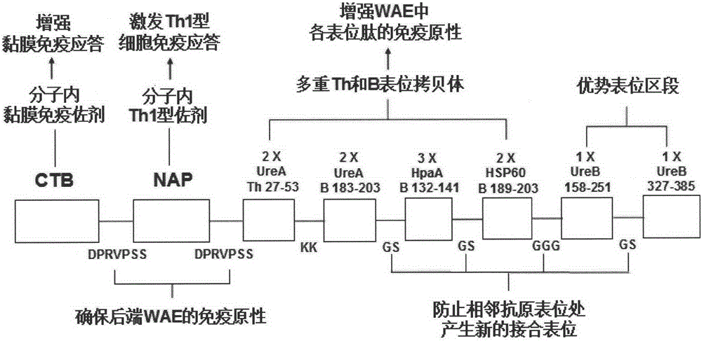 Helicobacter pylori multivalent epitope vaccine and preparation method thereof