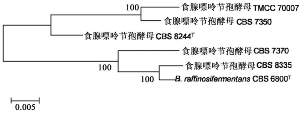 DNA barcode primers, DNA barcodes, kits, methods and applications for rapid identification of Arthrospora adenophagous strains