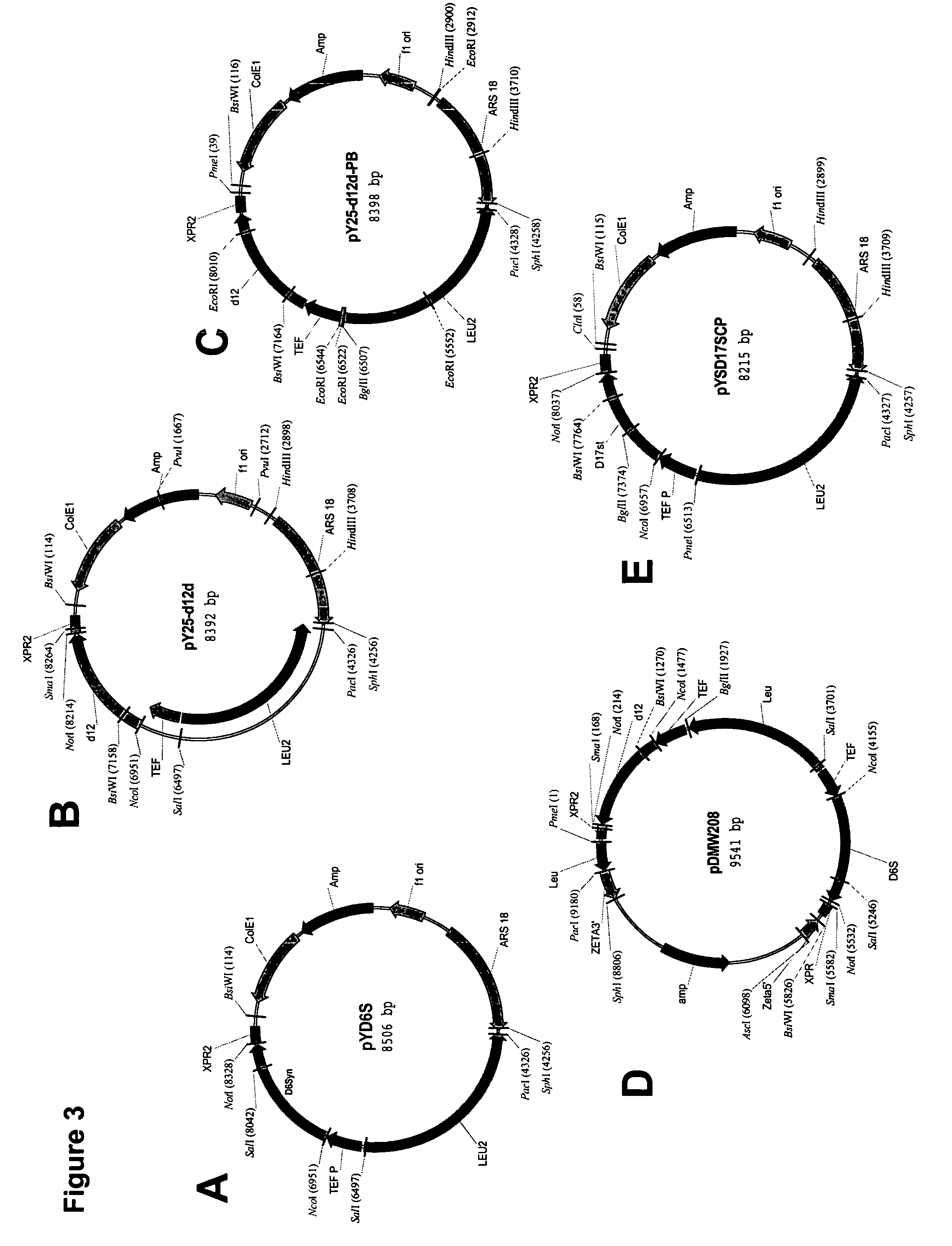 Production of gamma-linolenic acid in oleaginous yeast