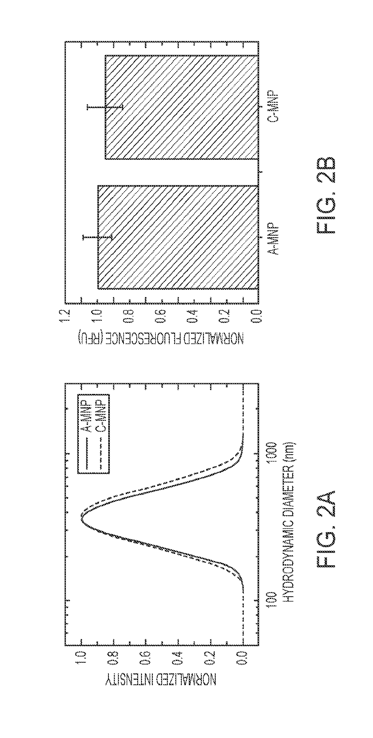 Mesoscale nanoparticles for selective targeting to the kidney and methods of their therapeutic use