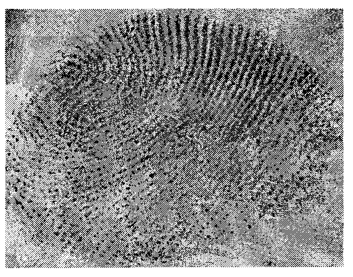 Method for showing fingerprints on various object surfaces and keeping DNA information