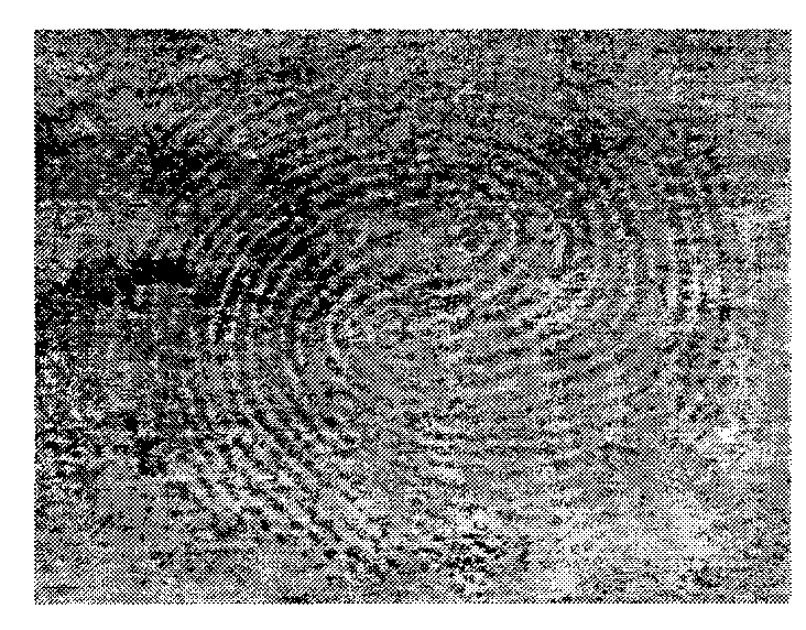 Method for showing fingerprints on various object surfaces and keeping DNA information