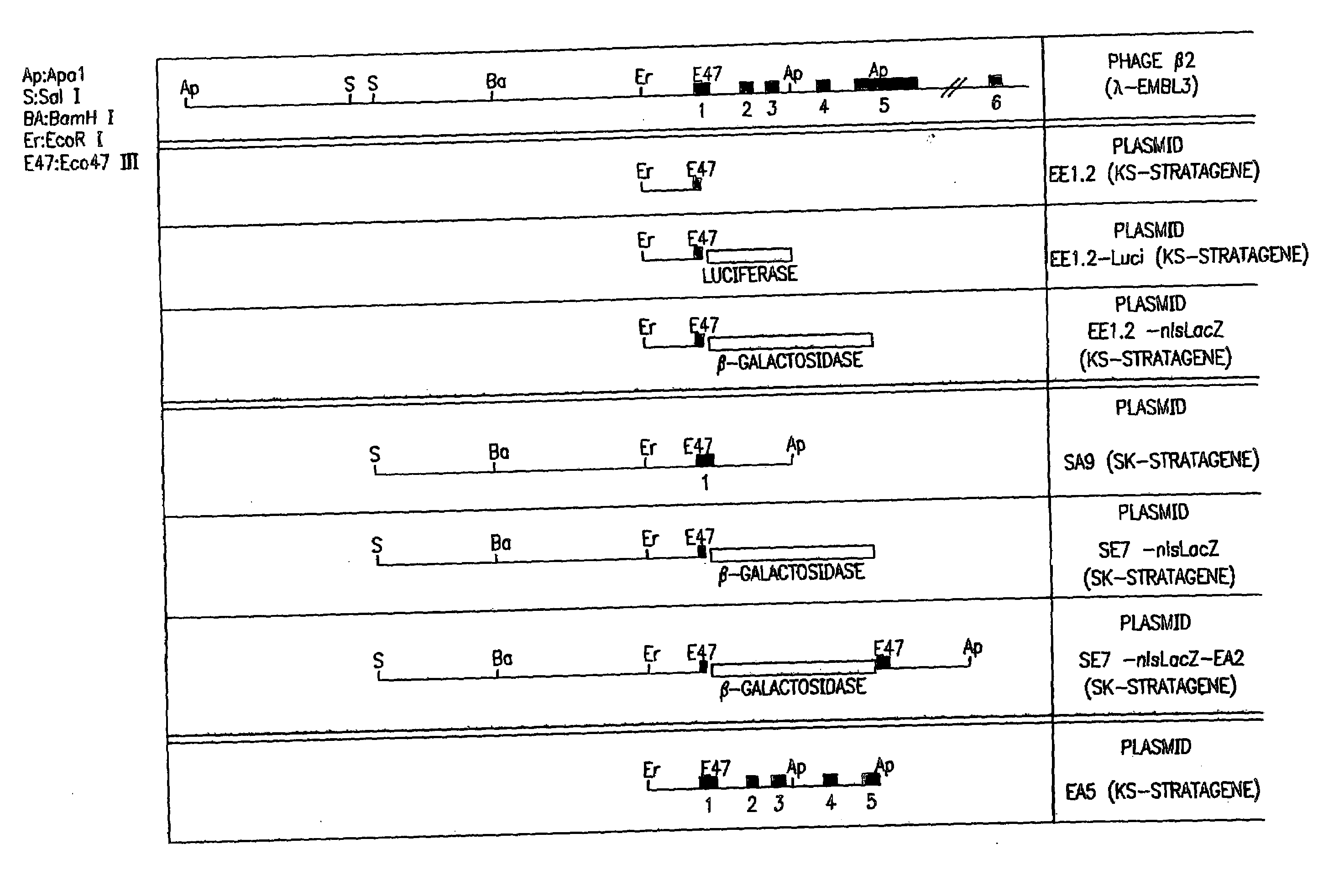 Genomic DNA fragments containing regulatory and coding sequences for the B2-subunit of the neuronal nicotinic acetylcholine receptor and transgenic animals made using these fragments or mutated fragments