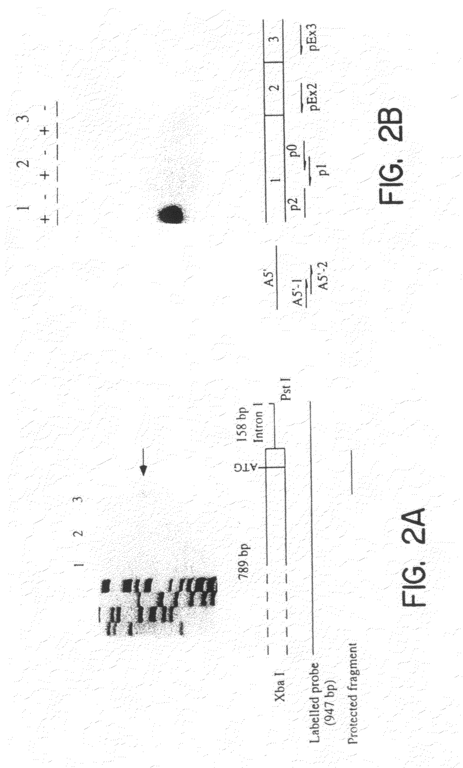 Genomic DNA fragments containing regulatory and coding sequences for the B2-subunit of the neuronal nicotinic acetylcholine receptor and transgenic animals made using these fragments or mutated fragments