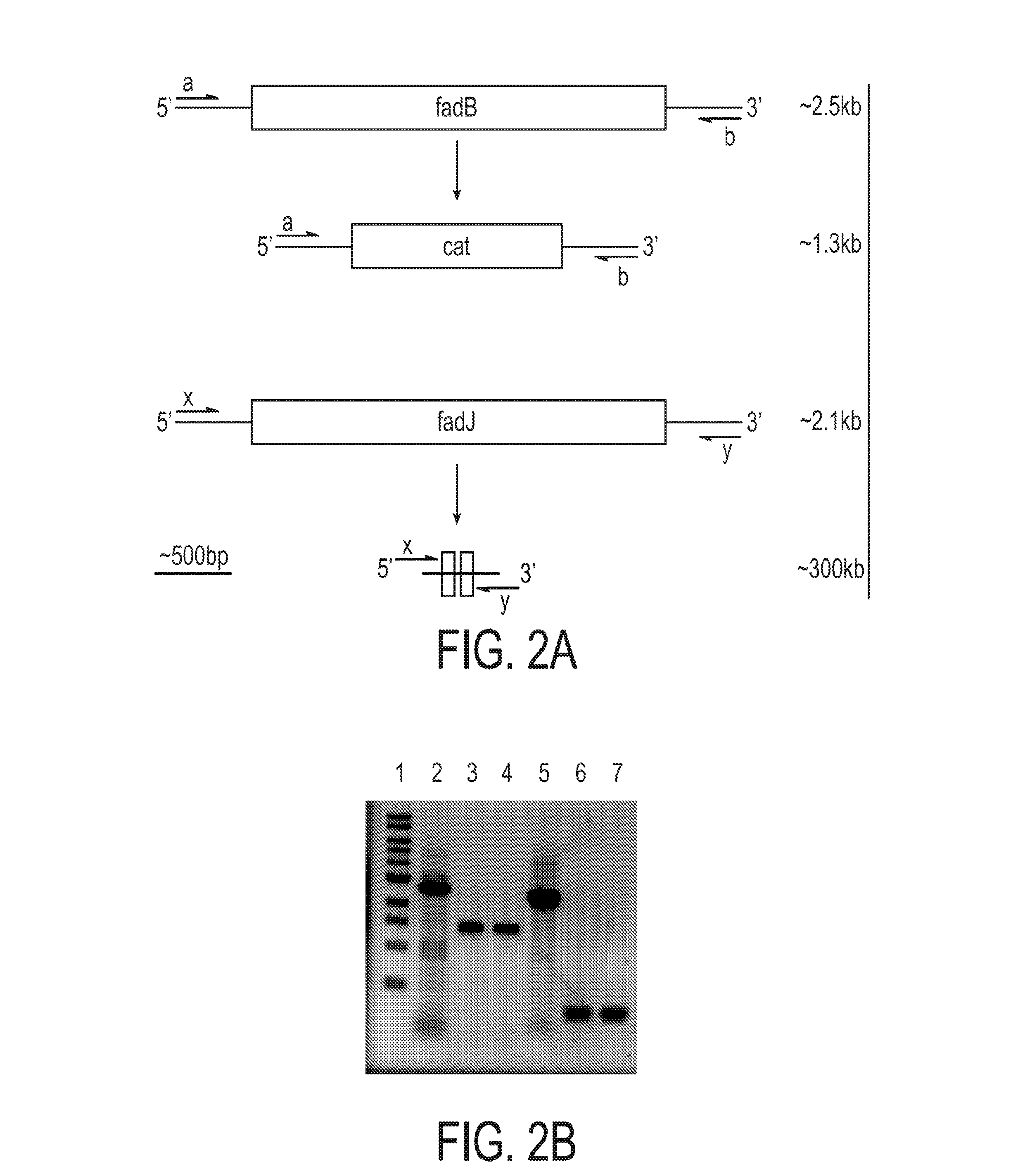 Engineered strain of escherichia coli for production of poly-r-3-hydroxyalkanoate polymers with defined monomer unit composition and methods based thereon