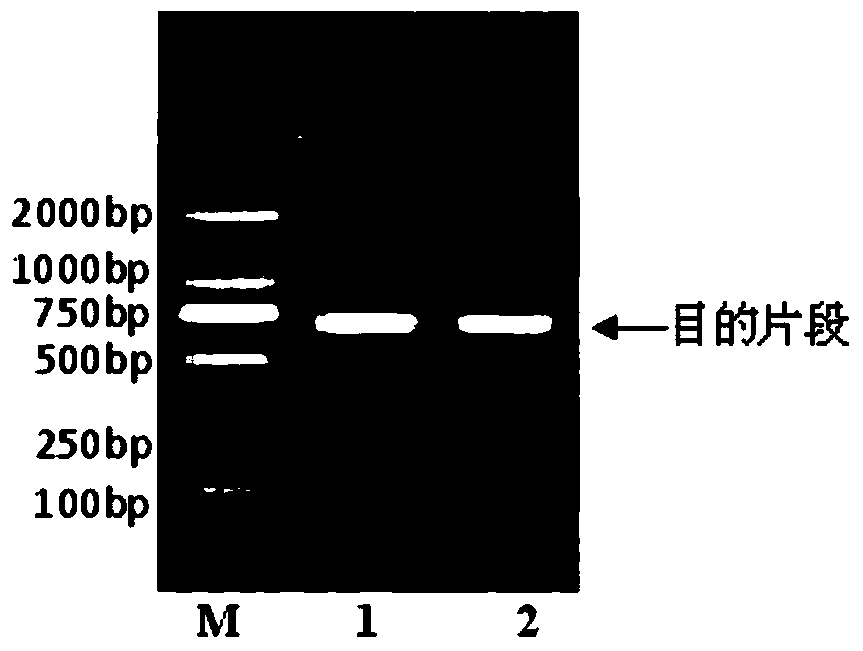 A kind of dna barcode standard detection gene of catfish plateau loach and its application