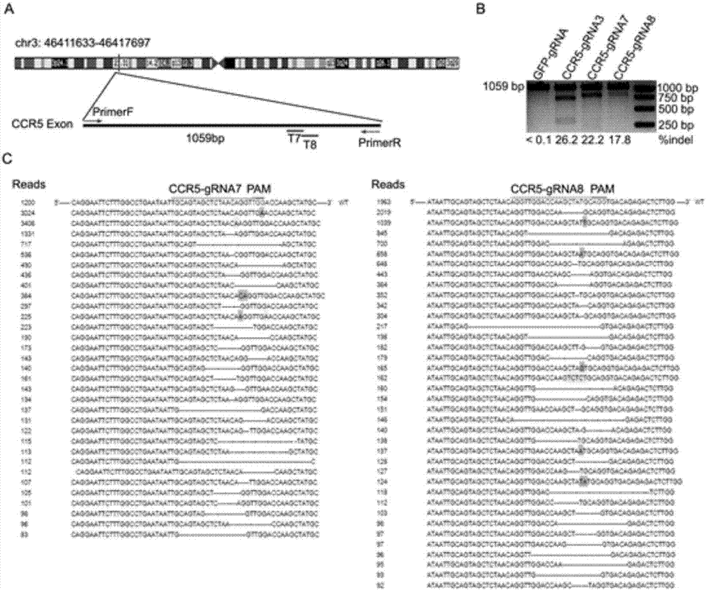 CRISPR (clustered regularly interspaced short palindromic repeat)/Cas9 Recombinant lentiviral vector containing gRNA sequence specifically targeting CCR5 and application thereof