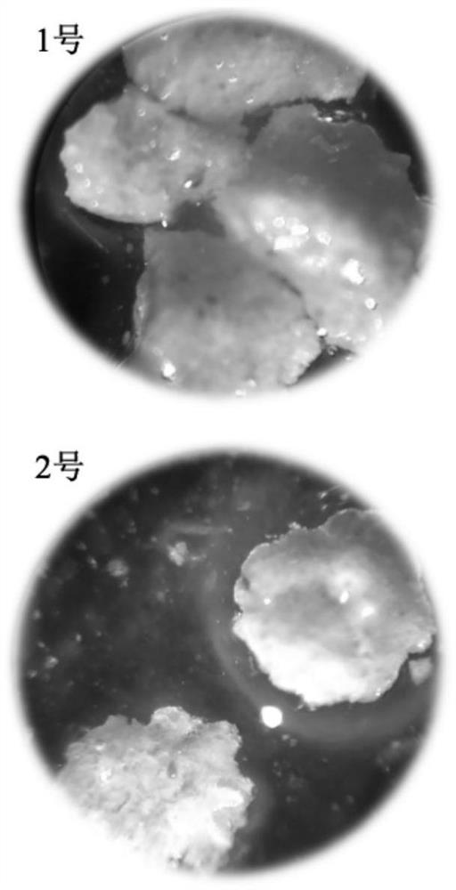 Soft granular feed and preparation method and application thereof