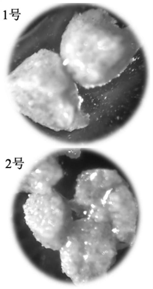 Soft granular feed and preparation method and application thereof