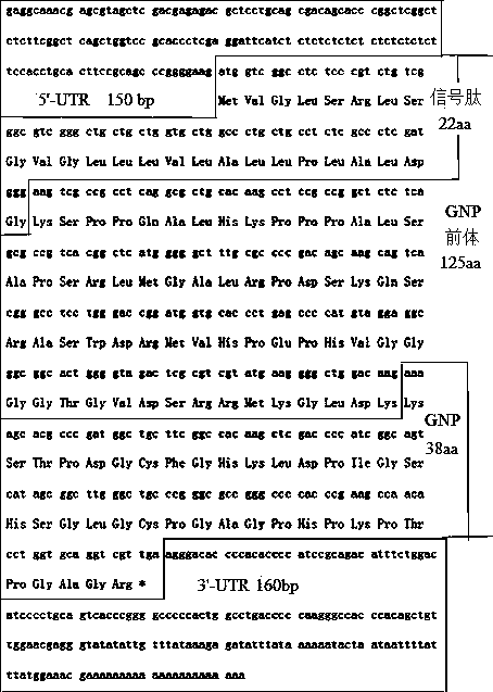 Natriuretic peptide, as well as gene and use thereof