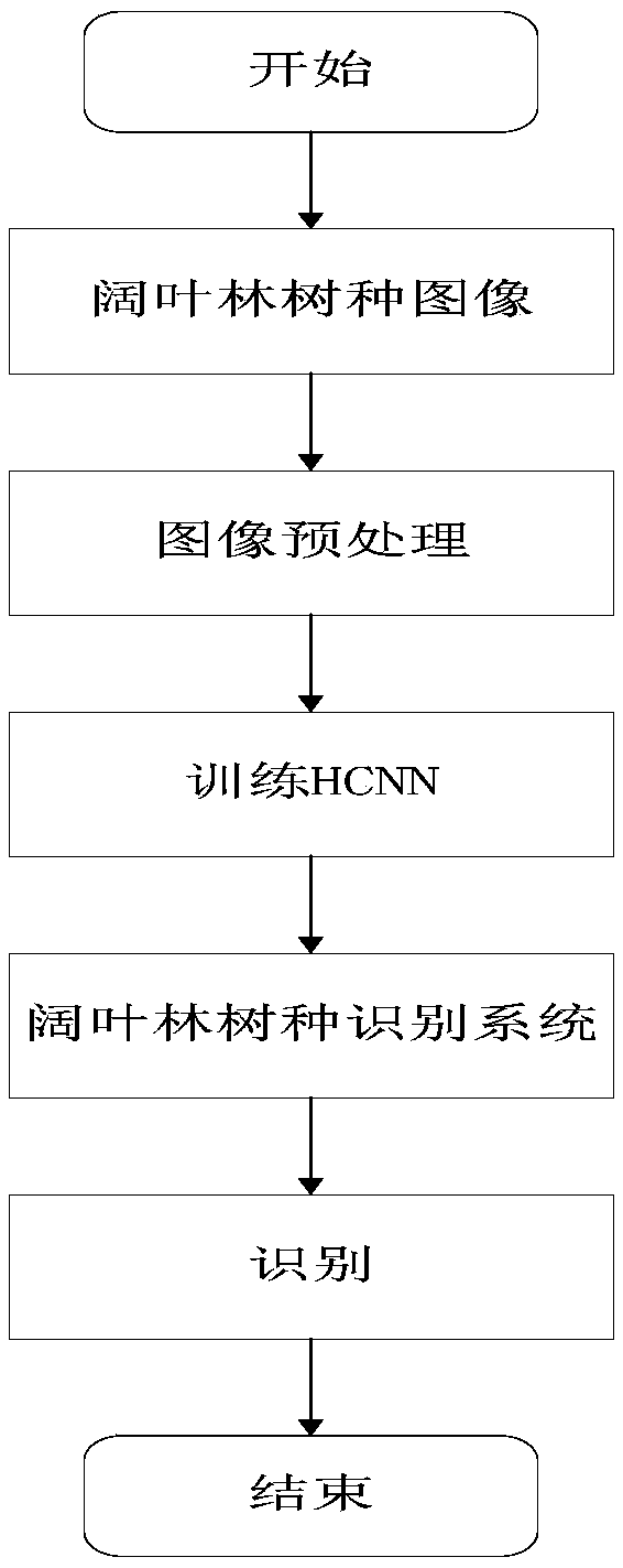 Tree species identification method of broad-leaved forest based on a single photo