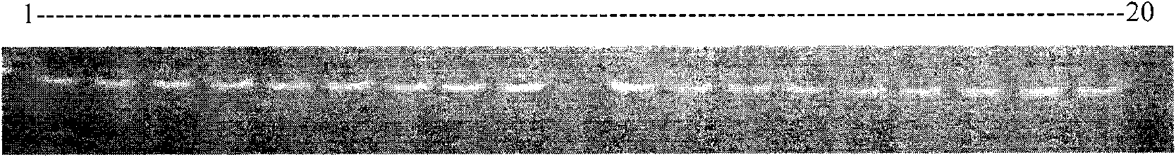 Porphyra haitanensis molecular marker-assisted selection breeding method