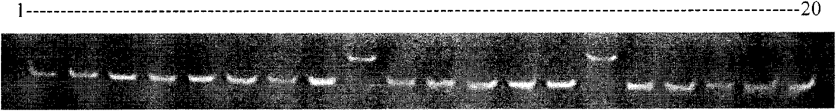 Porphyra haitanensis molecular marker-assisted selection breeding method