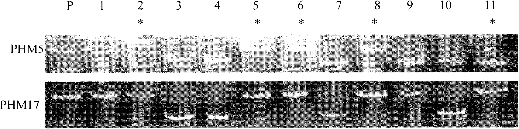 Porphyra haitanensis molecular marker-assisted selection breeding method