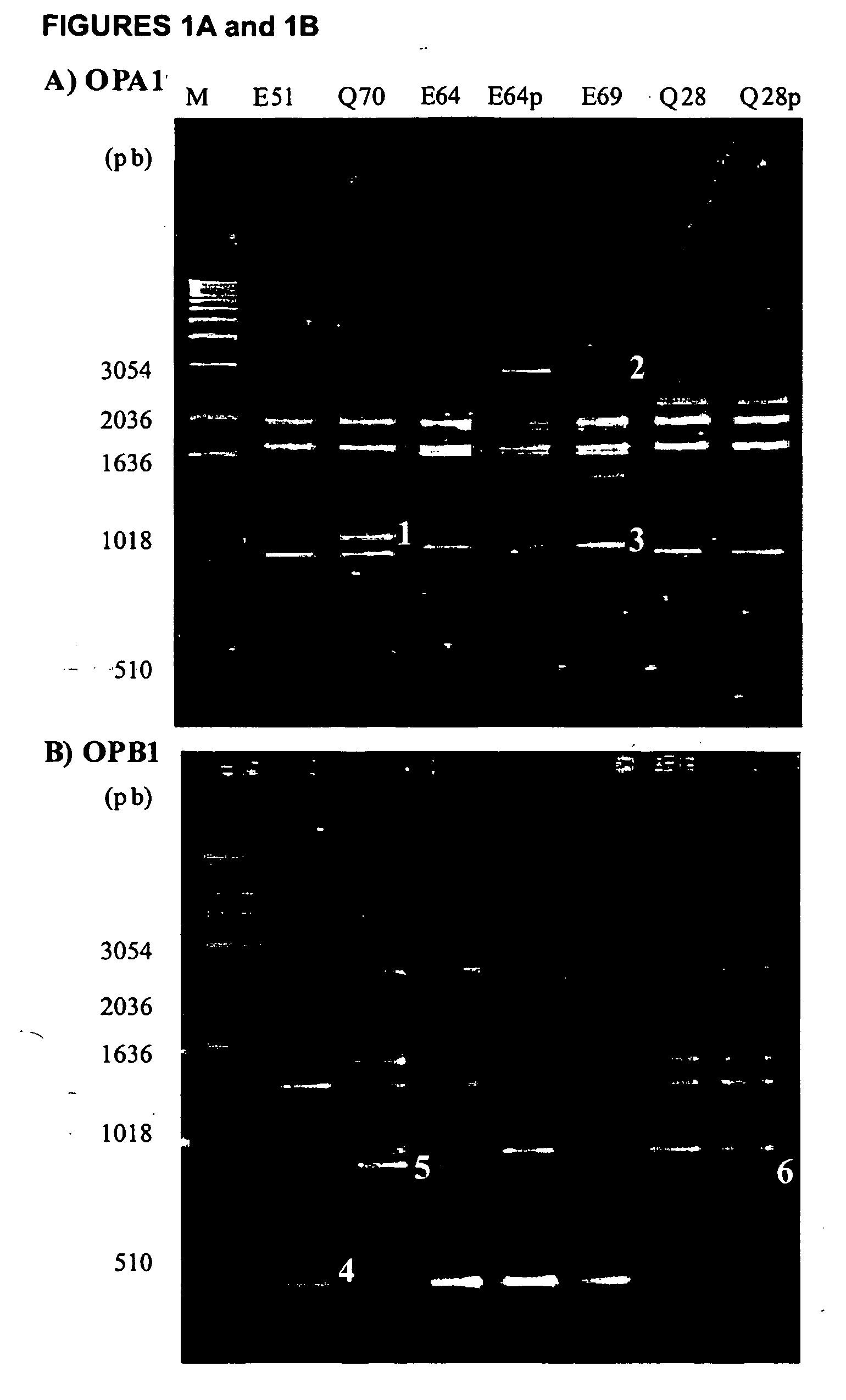 Biological control decidous tress with new strains of chonodrostereum purpureum