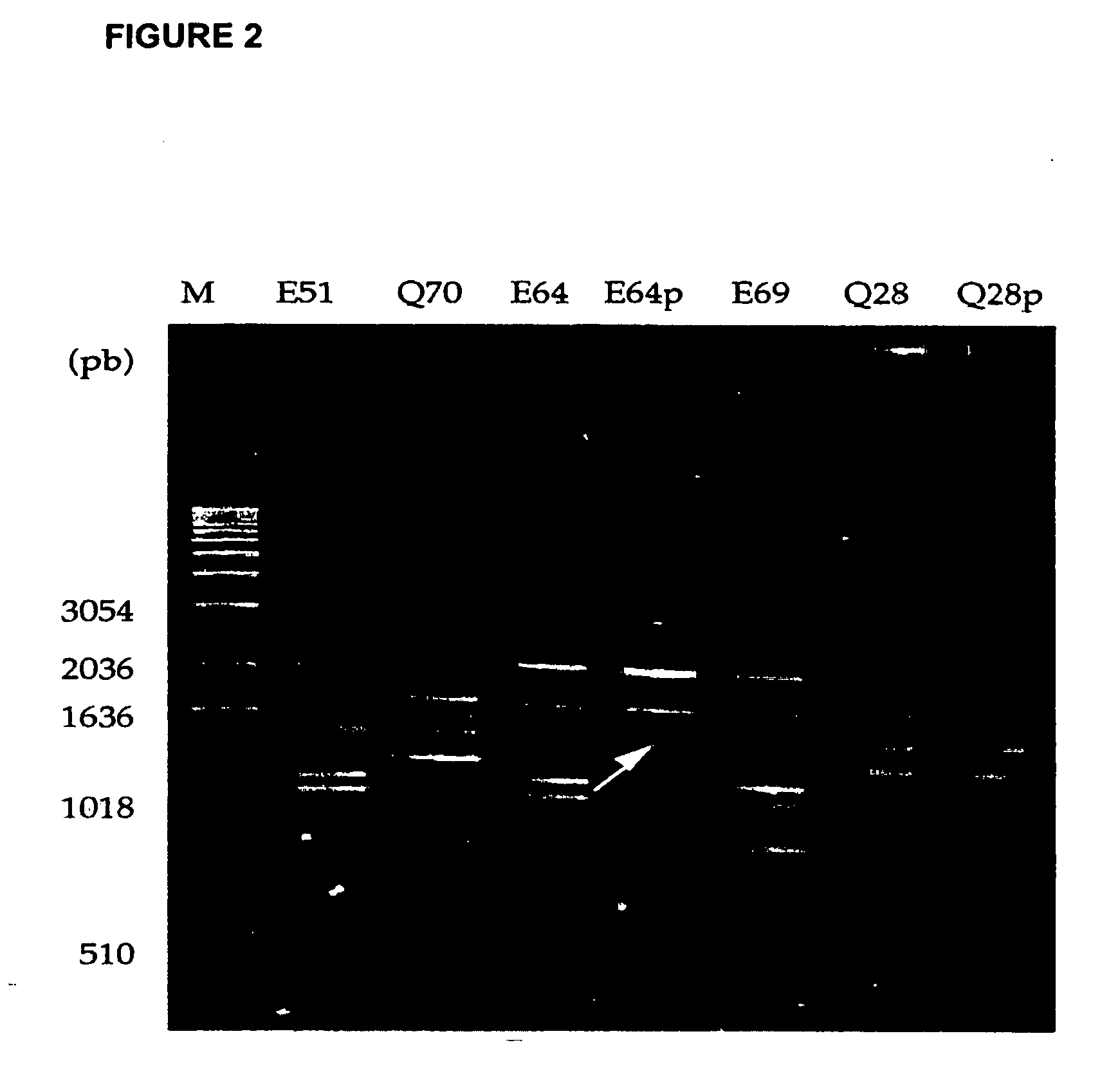 Biological control decidous tress with new strains of chonodrostereum purpureum