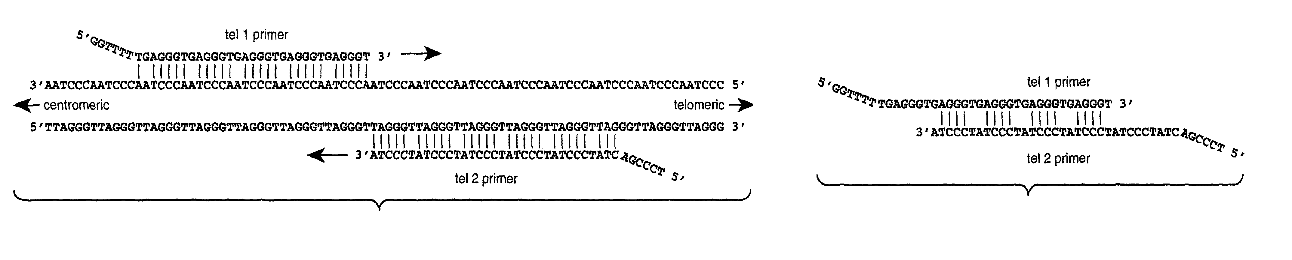 Reducing non-target nucleic acid dependent amplifications: amplifying repetitive nucleic acid sequences