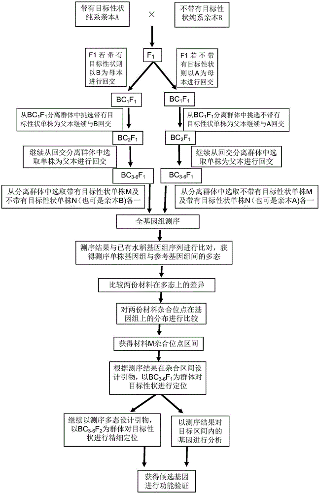 Method for separated identification and fine positioning of rice agronomic trait gene by whole genome sequencing