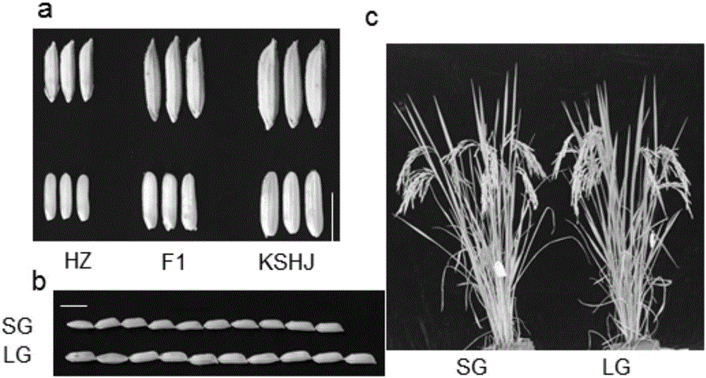 Method for separated identification and fine positioning of rice agronomic trait gene by whole genome sequencing