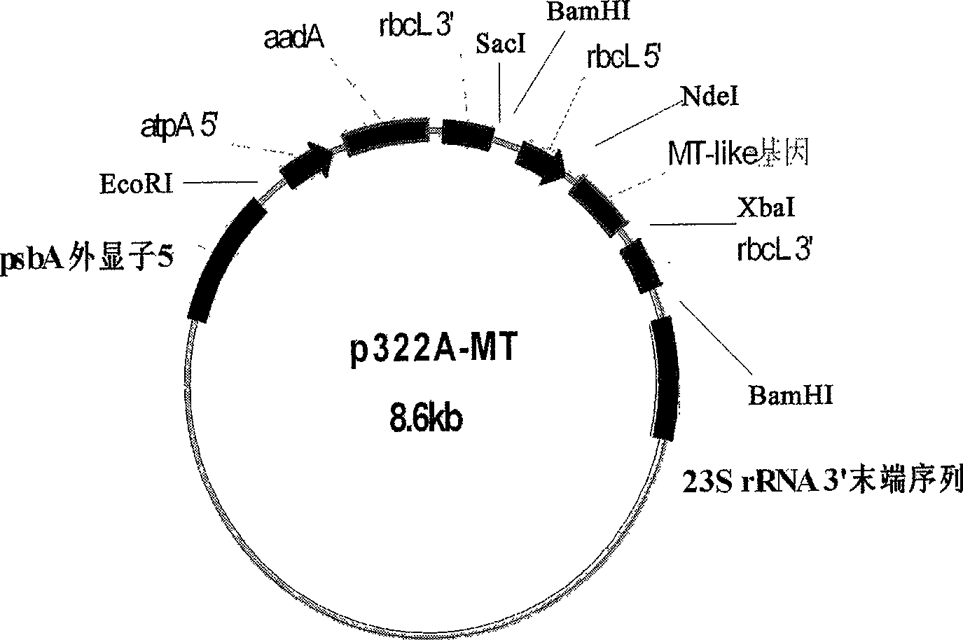 Constructing method for transgenic Chlamydomonas reinhardtii bioreactor