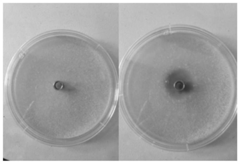 Application of antibacterial lipopeptide fengycin in inhibiting the growth and toxin synthesis of Aspergillus flavus