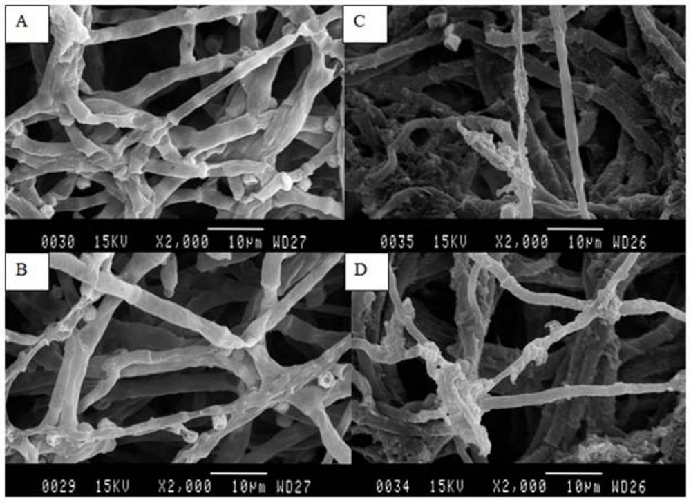 Application of antibacterial lipopeptide fengycin in inhibiting the growth and toxin synthesis of Aspergillus flavus