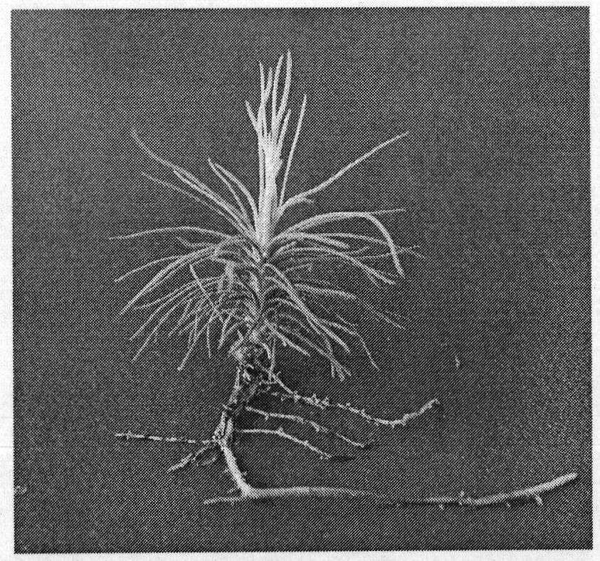 Method for efficiently inducing generation of adventitious roots of Pinus densiflora tissue culture plantlets